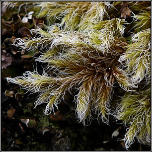 Racomitrium lanuginosum, Woolly Fringe-moss