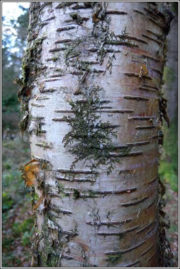 Frullania
