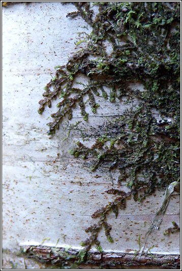 Frullania