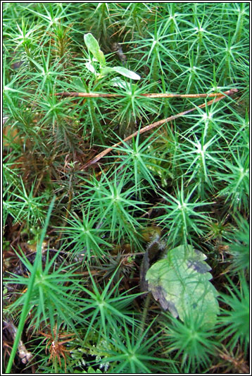 Common Haircap Moss, Polytrichum commune