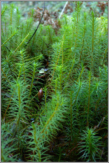 Irish Moss And Liverworts Common Haircap Moss Polytrichum Commune