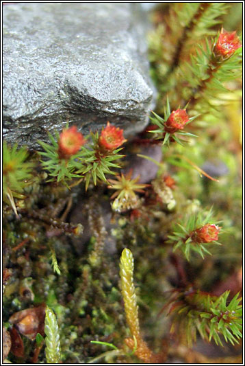 Haircap Moss, Polytrichum juniperinum