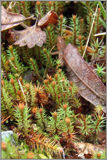 Haircap Moss, Polytrichum juniperinum