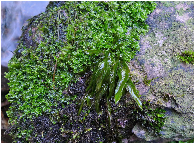 Fontinalis antipyretica, Greater Water-moss