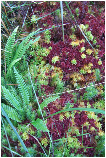 Sphagnum capillifolium subsp rubellum