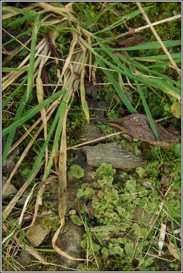 Lunularia cruciata