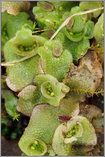 Lunularia cruciata