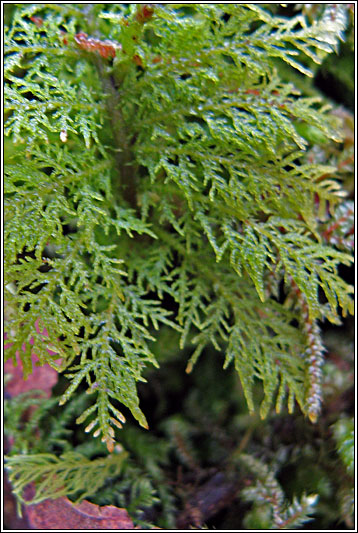 Common Tamarisk-moss, Thuidium tamariscinum