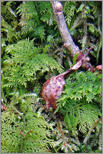 Common Tamarisk-moss, Thuidium tamariscinum