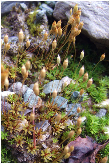 Pogonatum urnigerum