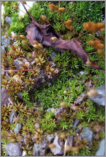 Pogonatum urnigerum