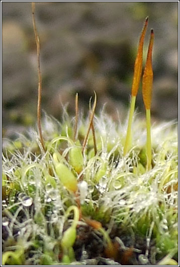Grimmia pulvinata