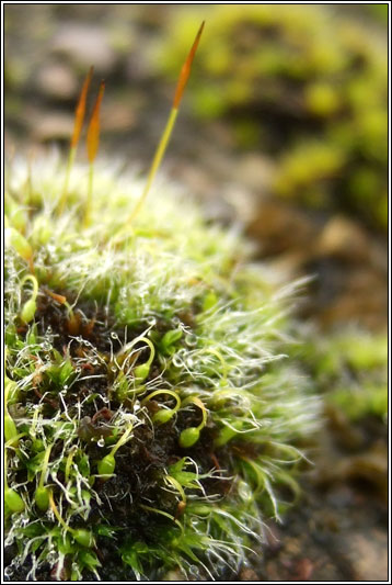 Grimmia pulvinata