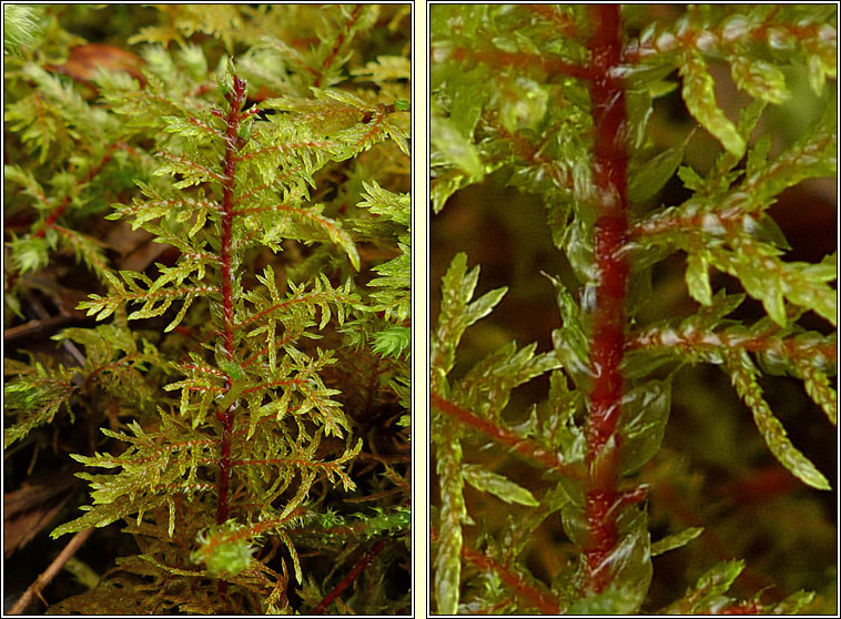 Hylocomium splendens, Glittering Wood-moss