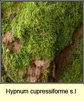 Hypnum cupressiforme, Cypress-leaved Plait-moss
