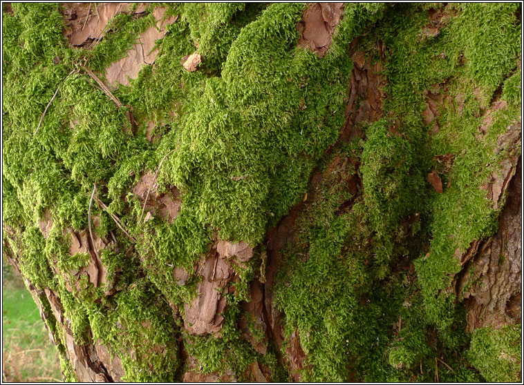 Hypnum cupressiforme, Cypress-leaved Plait-moss