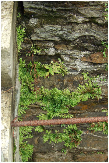 Conocephalum conicum