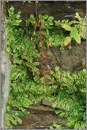 Conocephalum conicum