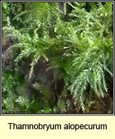 Thamnobryum alopecurum, Fox-tail Feather-moss