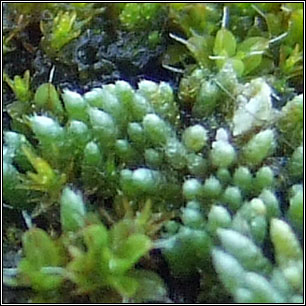 Bryum argenteum, Silver Moss