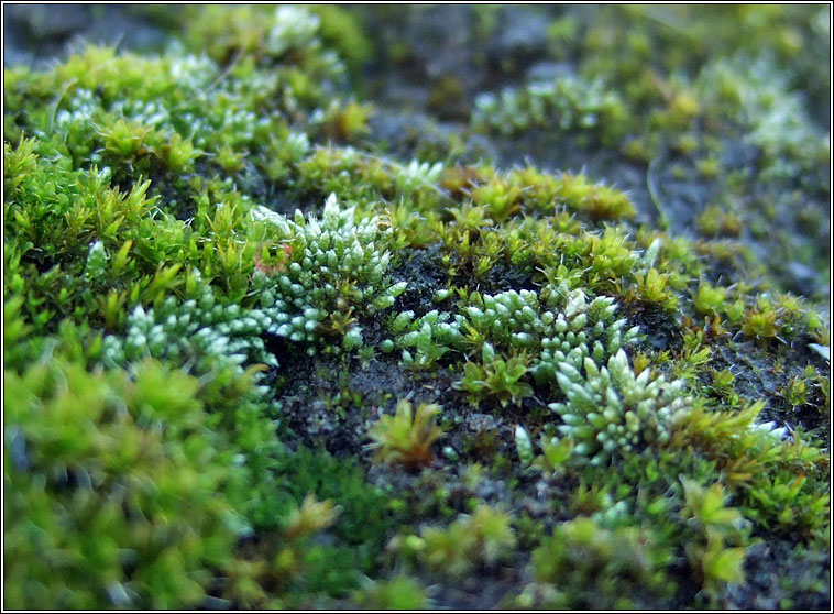 Bryum argenteum, Silver Moss