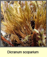Dicranum sp