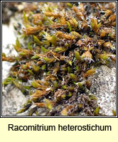 Racomitrium heterostichum, Bristly Fringe-moss