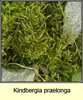 Kindbergia praelonga, Common Feather-moss