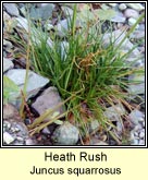 heath rush
