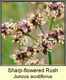 sharp-flowered rush