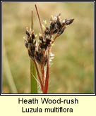 woodrush,heath