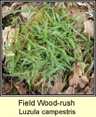 woodrush,field