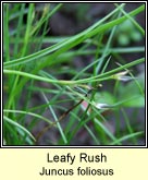 leafy rush