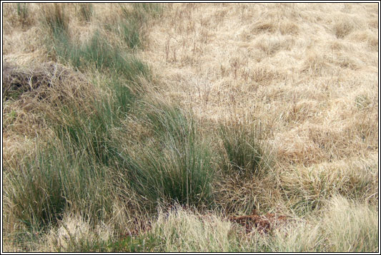 Black Bog-rush, Schoenus nigricans