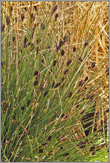 Black Bog-rush, Schoenus nigricans