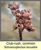 club-rush,common