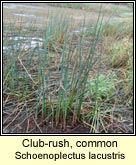 club-rush,common