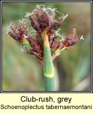 club-rush,grey