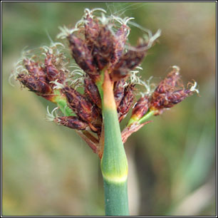 Schoenoplectus tabernaemontani