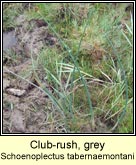 club-rush,grey