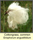 cottongrass,common