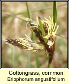 cottongrass,common