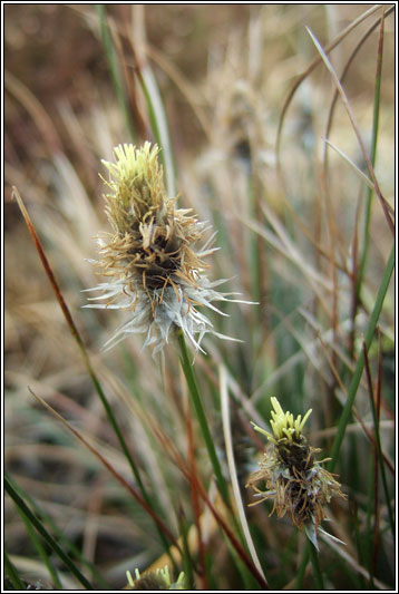 Hare's-tail Cottongrass, Eriophorum vaginatum