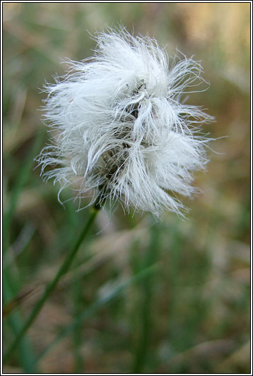 Hares-tail Cottongrass, Eriophorum vaginatum