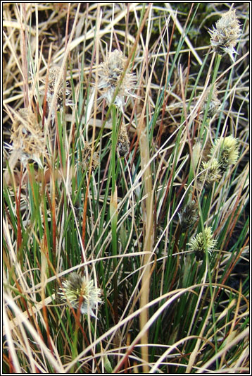 Hares-tail Cottongrass, Eriophorum vaginatum