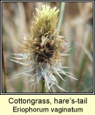 cottongrass,hares-tail