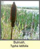 bulrush