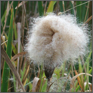 Typha latifolia