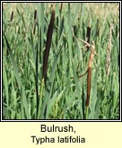 bulrush