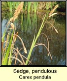 sedge,pendulous